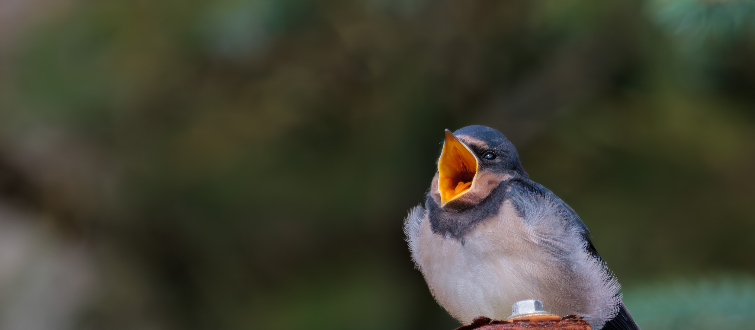 Hirundo rustica swallow shetland young begging for food fedding